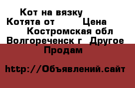 Кот на вязку-1500.   Котята от 2000 › Цена ­ 1 500 - Костромская обл., Волгореченск г. Другое » Продам   